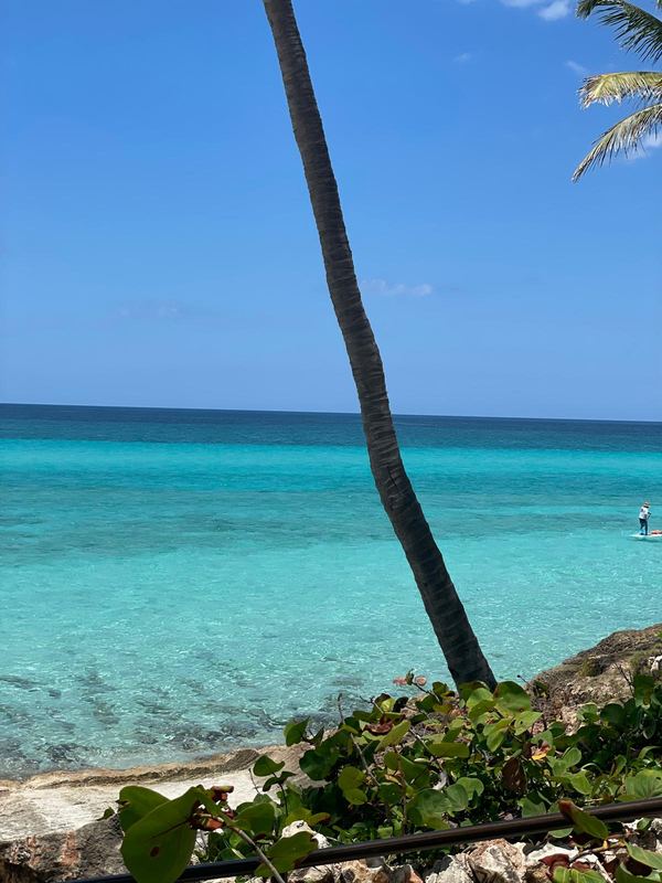 Turquoise ocean view with palm tree